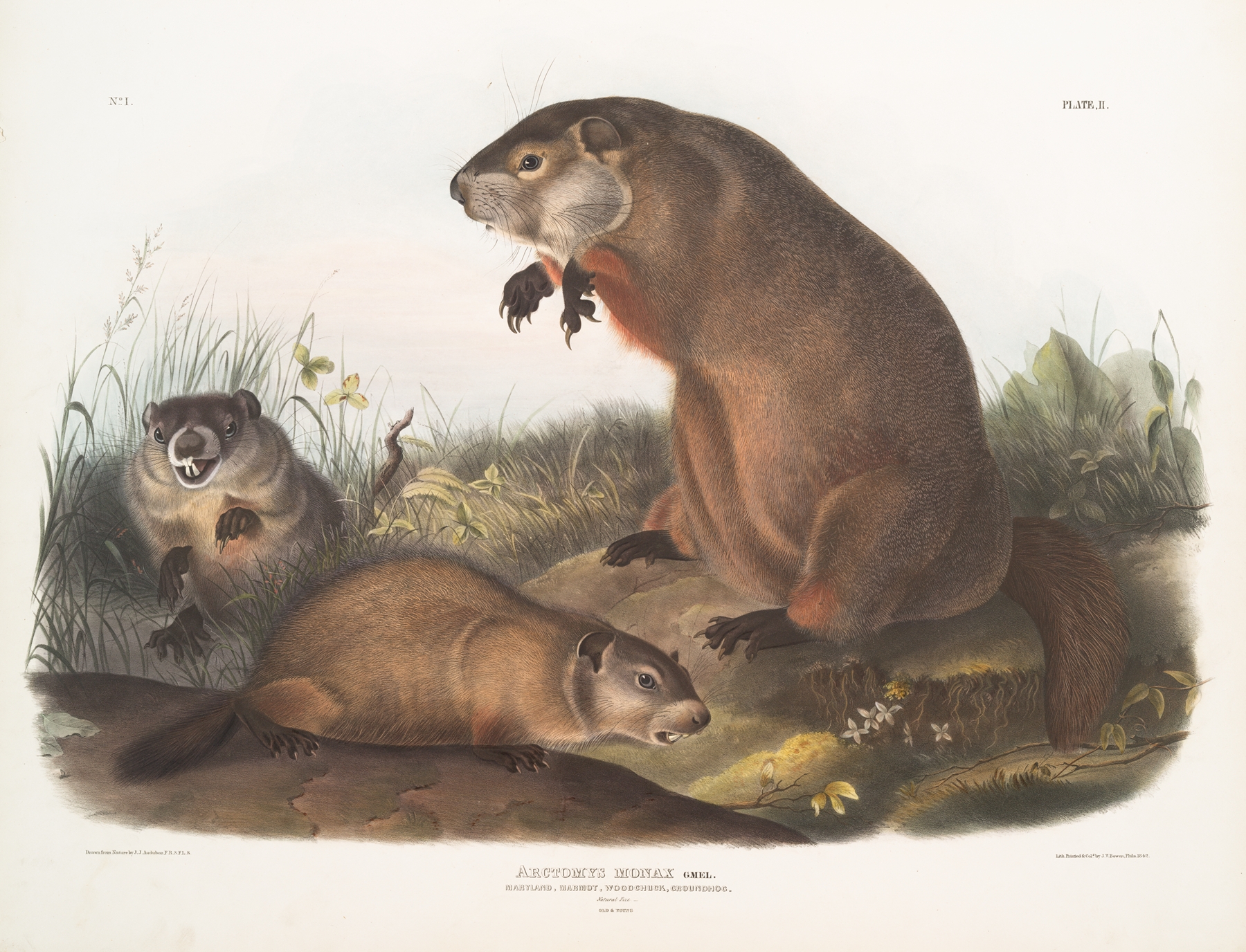 Arctomys monax, Maryland Marmot, Woodchuck, Groundhog. Natural size. Old & young. by John Woodhouse Audubon