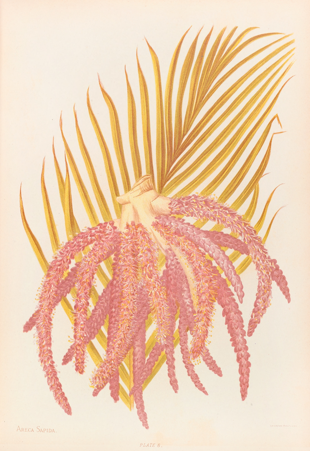 Areca Sapida by Georgina Burne Hetley