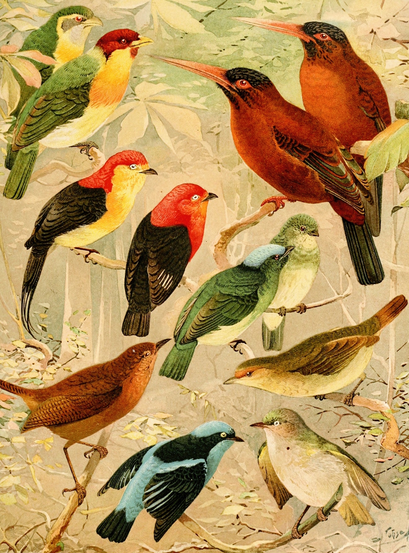 Arirambas da matta virgem, Uirá-purú diversos, Sahy by Emil August Göldi
