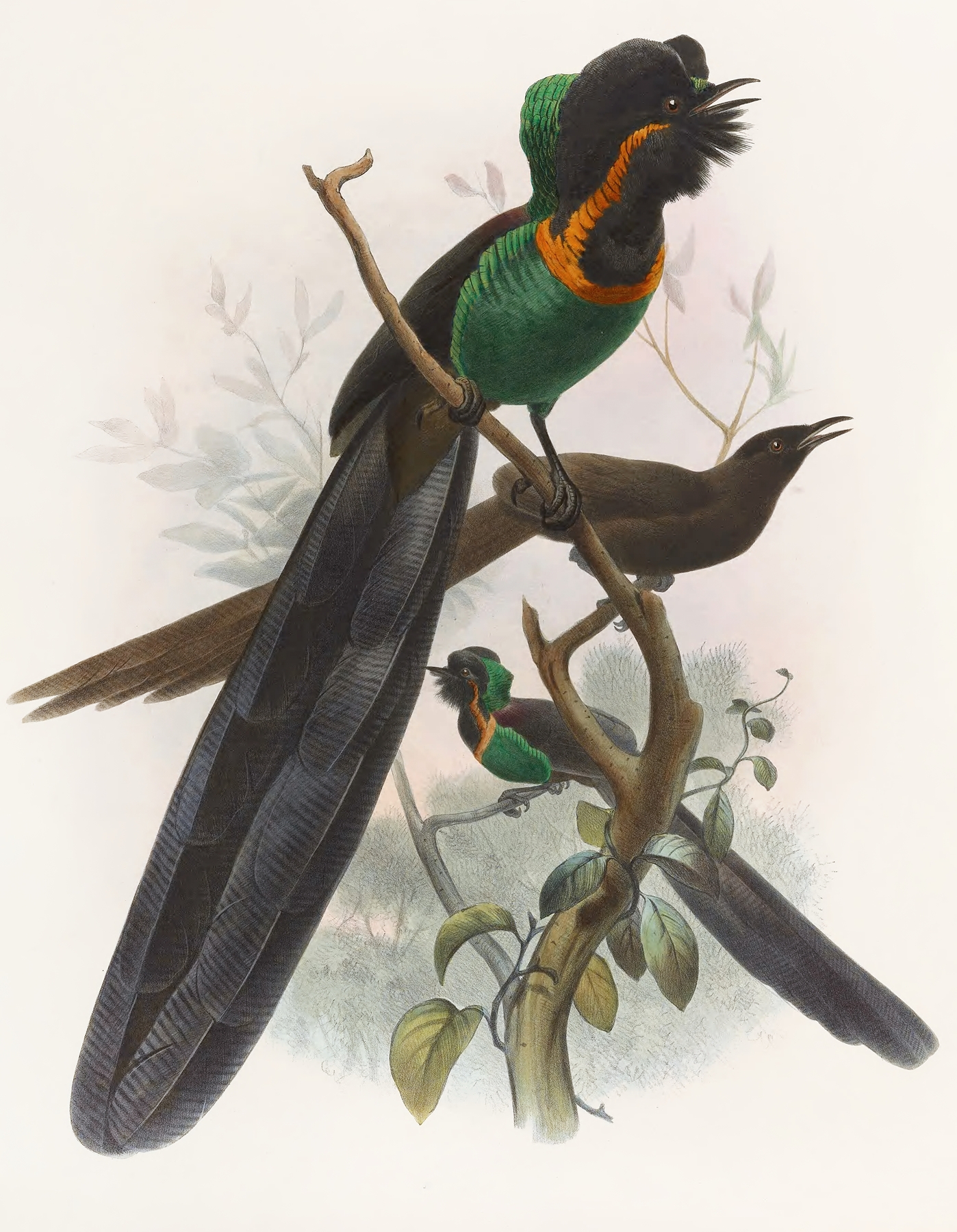 Astrapia nigra by Daniel Giraud Elliot