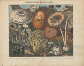 Atlas – Des champignons comestibles, suspects et vénéneux Pl.02 by Michel Etienne Descourtilz
