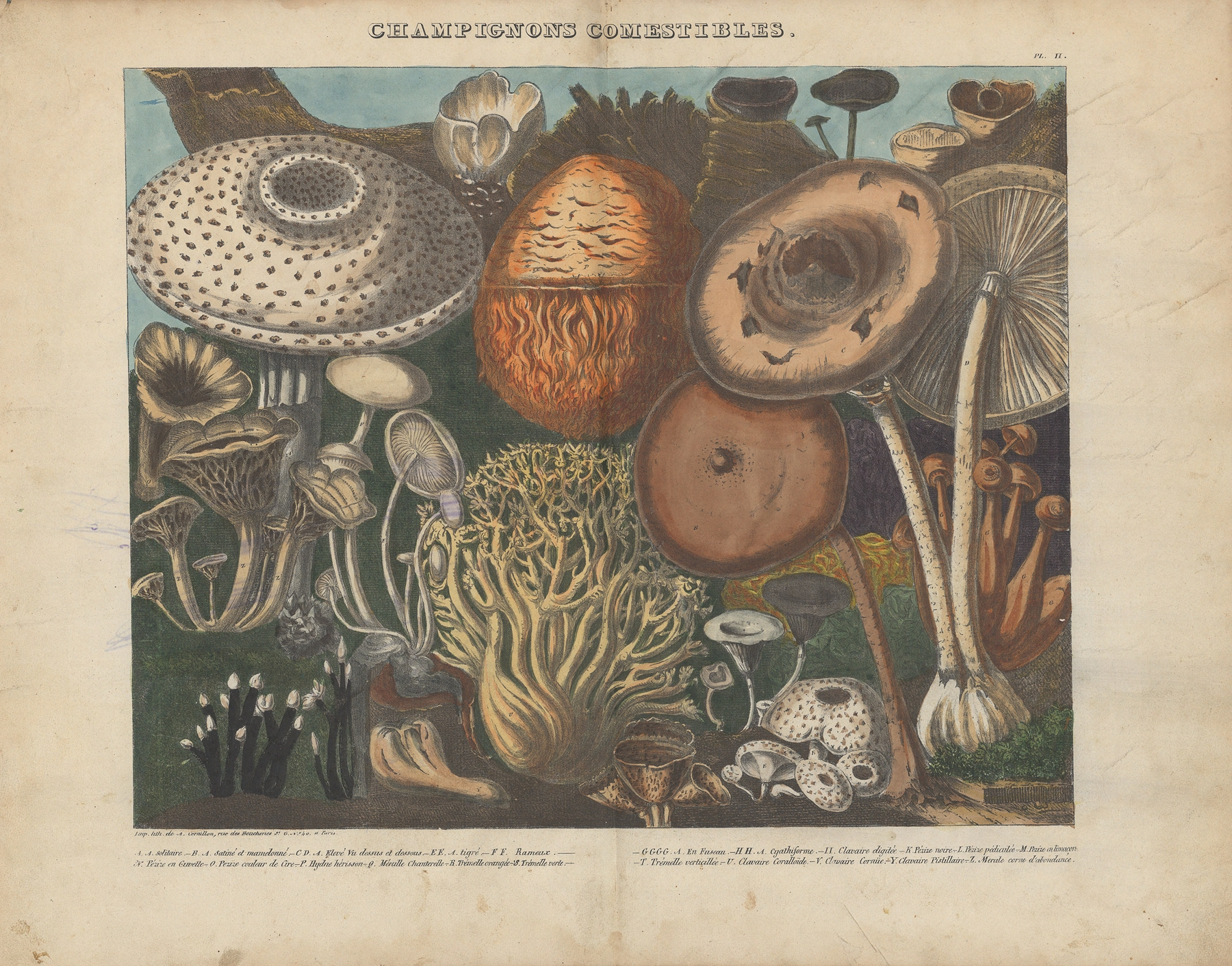 Atlas – Des champignons comestibles, suspects et vénéneux Pl.02 by Michel Etienne Descourtilz