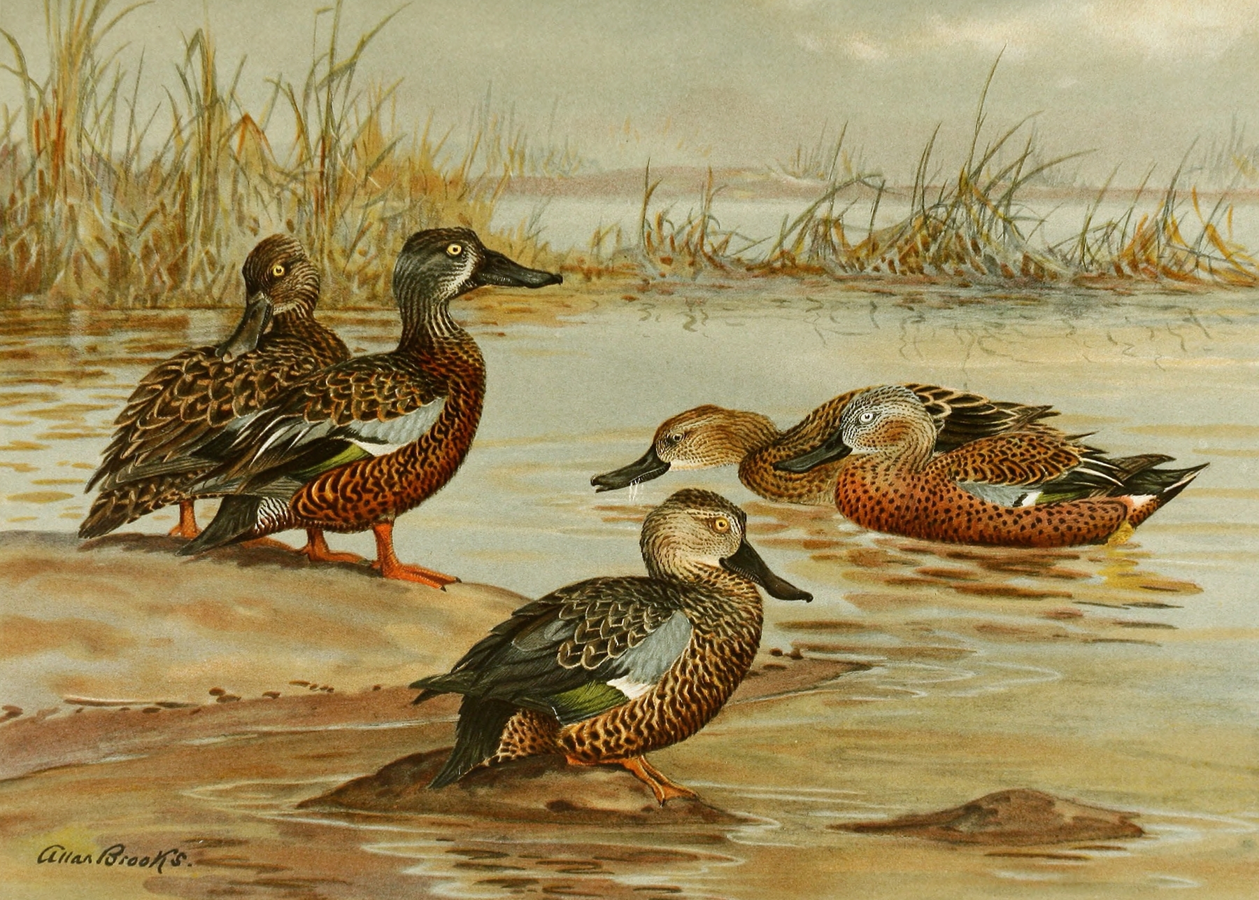 Australian Shoveller, South African Shoveller, Red Shoveller by Allan Brooks