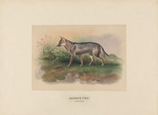 Azara’s Fox by Joseph Wolf