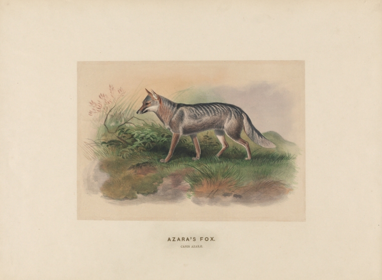 Azara’s Fox by Joseph Wolf