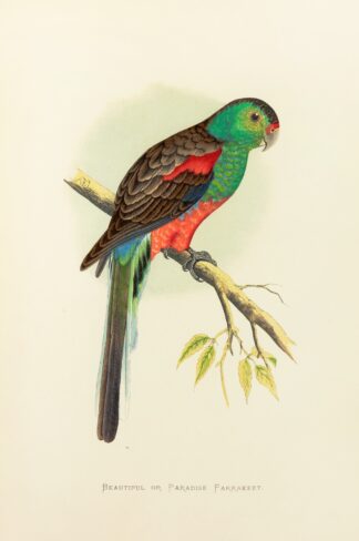 Beautiful or Paradise Parrakeet by Alexander Francis Lydon