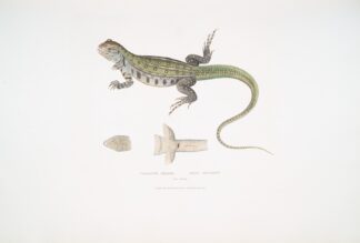 Bell’s Uromastix, Uromastix Bellii. From Penang. by John Edward Gray