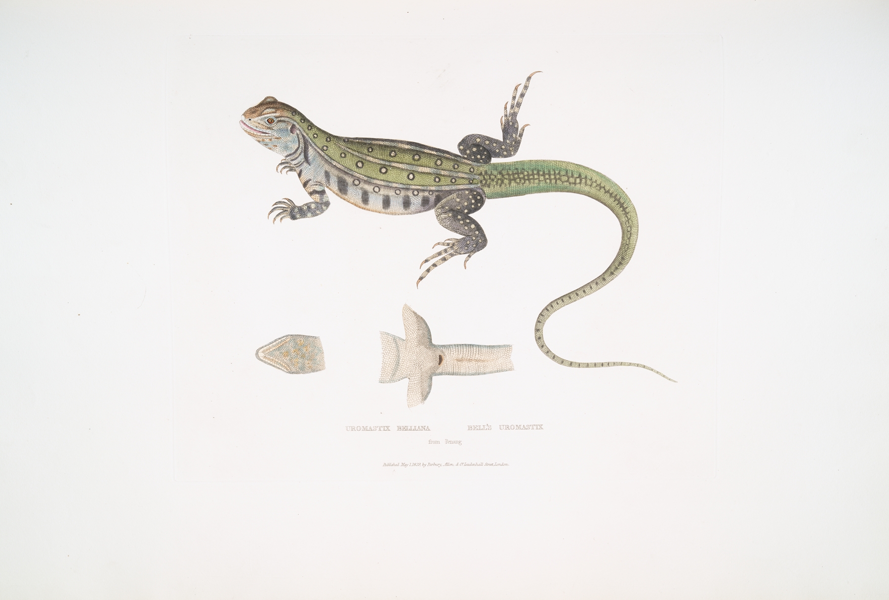 Bell’s Uromastix, Uromastix Bellii. From Penang. by John Edward Gray