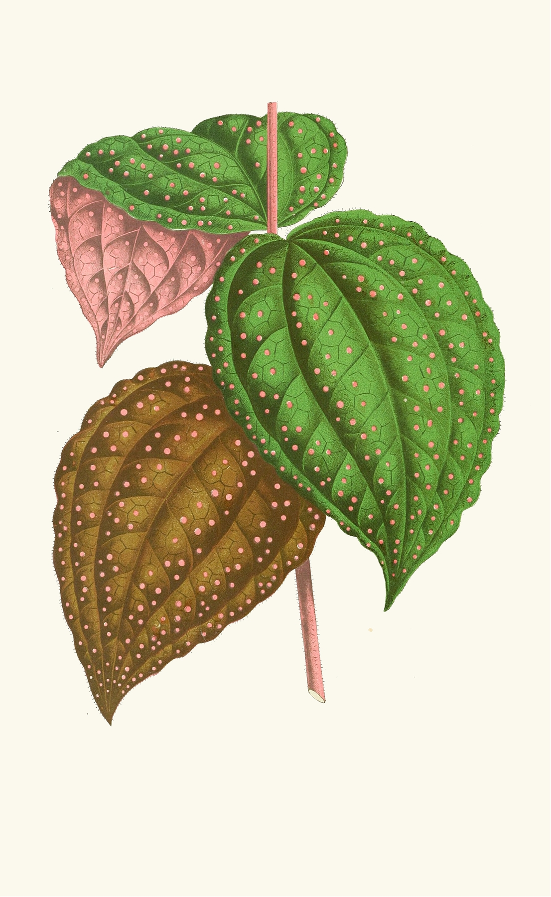 Bertolonia Guttata by Edward Joseph Lowe