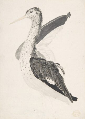 Bird, Perhaps an Egret, Seen in Profile with One Wing Lifted by Count Giorgio Durante