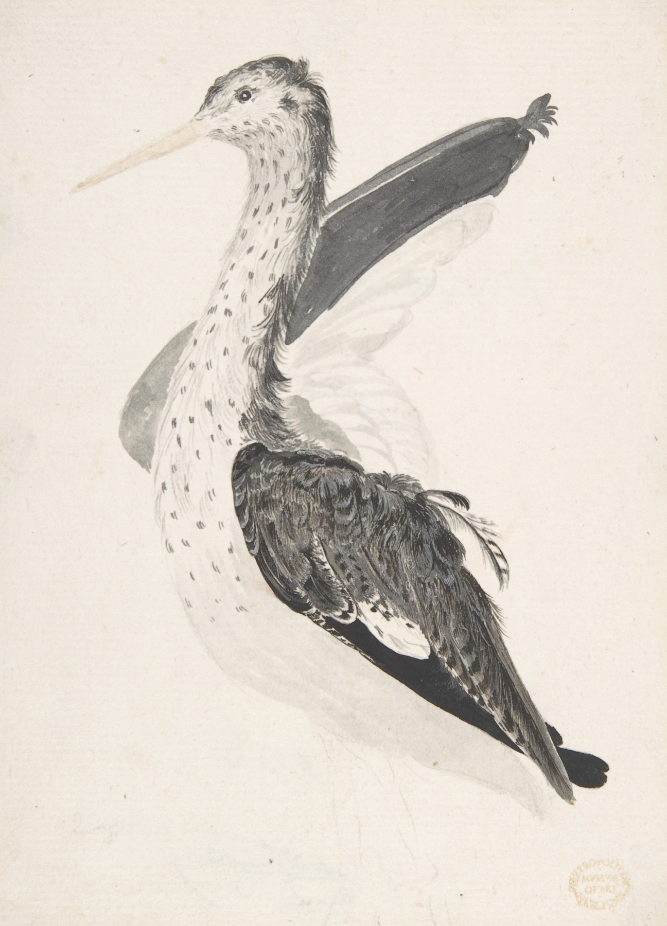 Bird, Perhaps an Egret, Seen in Profile with One Wing Lifted by Count Giorgio Durante