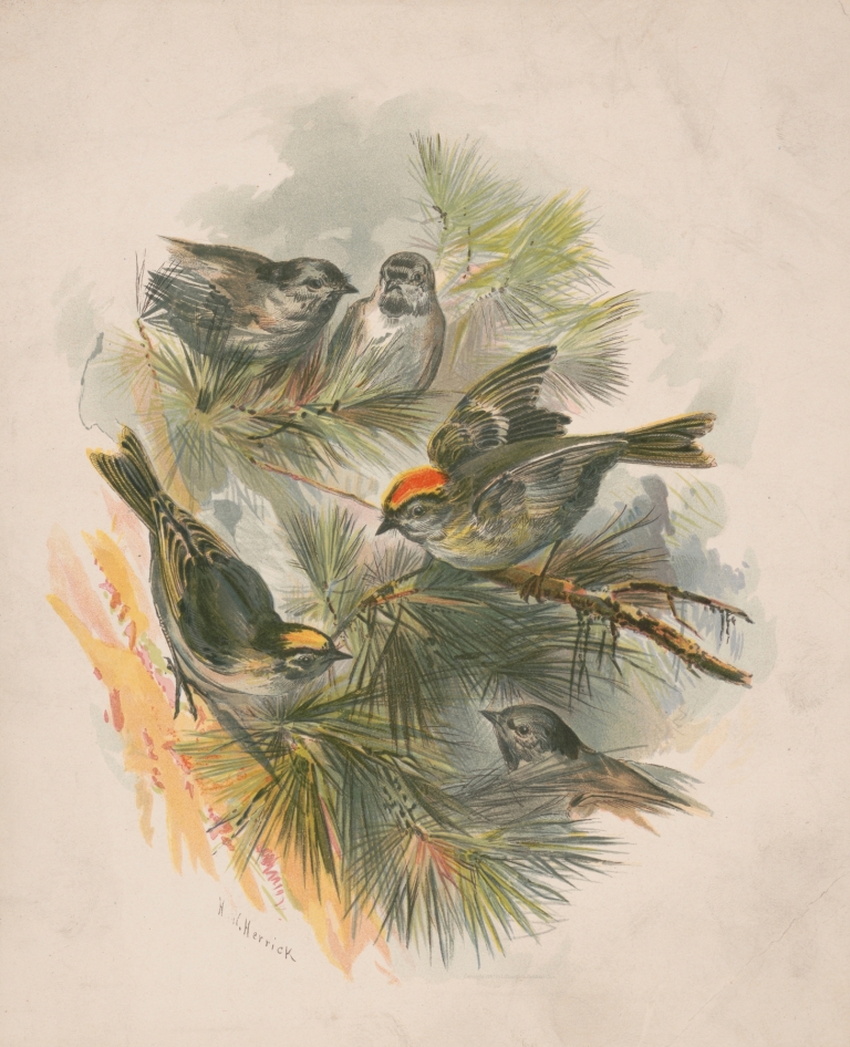Birds on pine boughs by Henry Walker Herrick