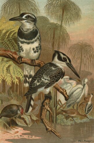 Black and White Kingfisher. by John George Wood