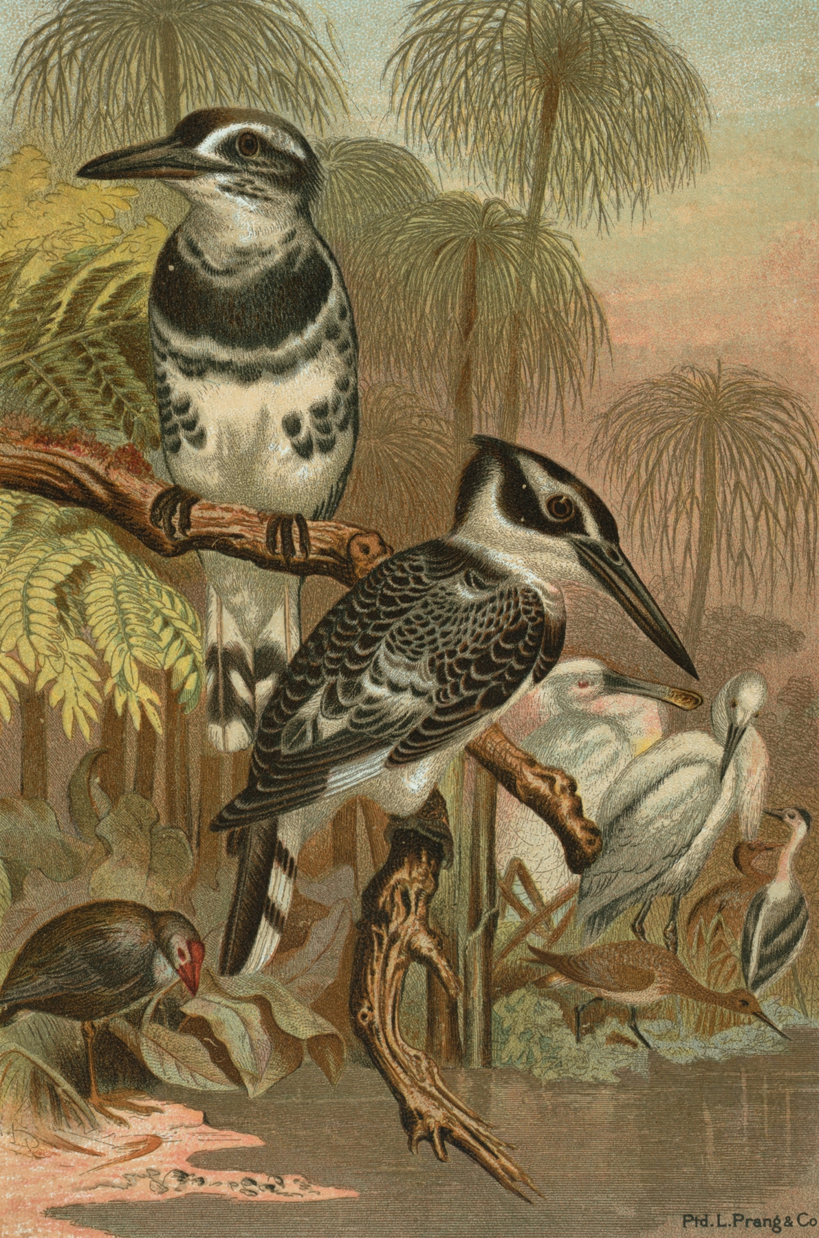 Black and White Kingfisher. by John George Wood