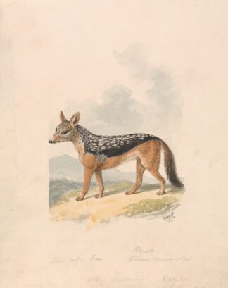 Black-backed Jackal by Samuel Howitt