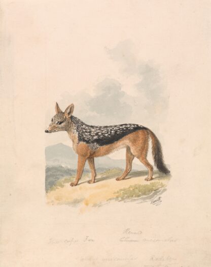 Black-backed Jackal by Samuel Howitt