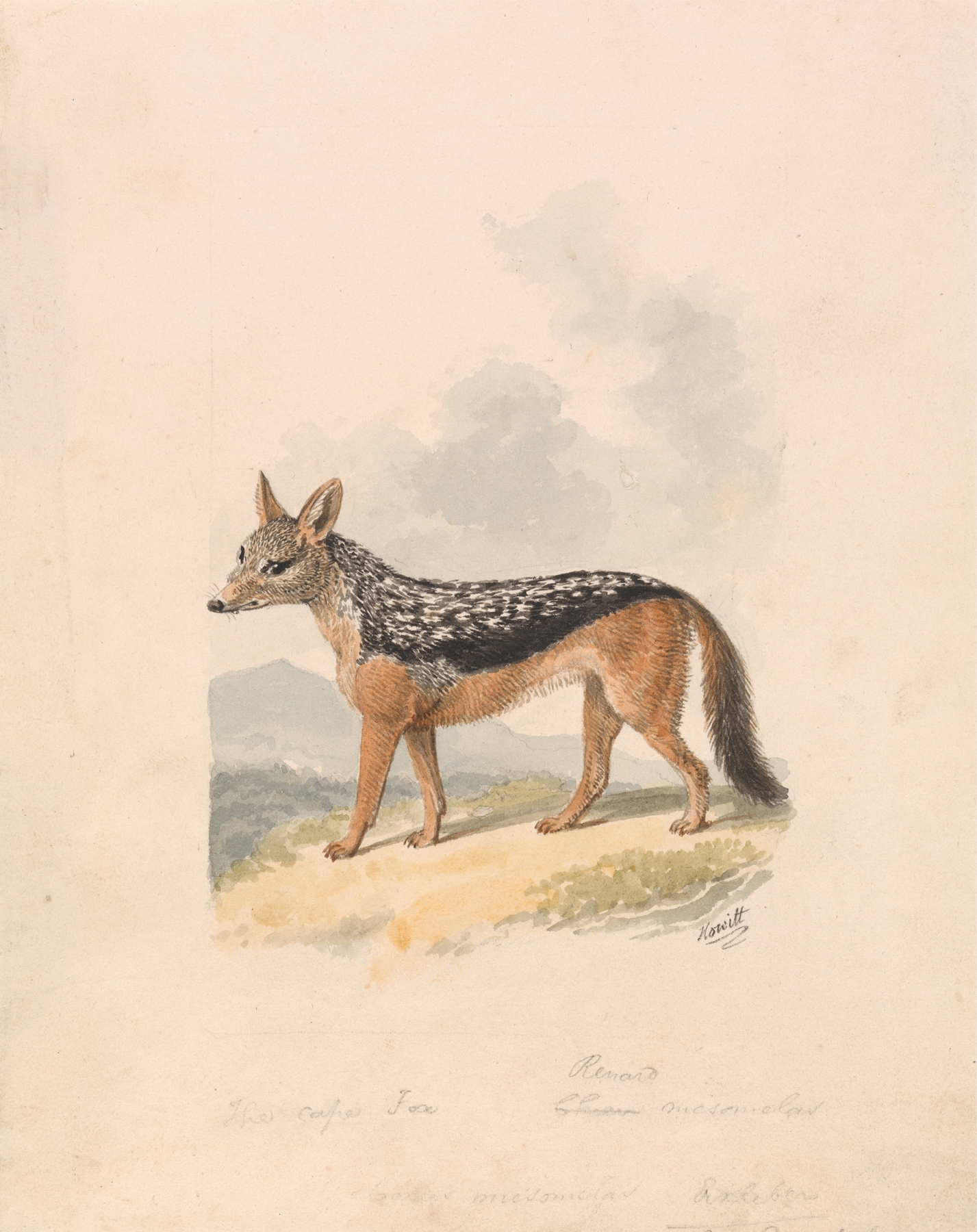 Black-backed Jackal by Samuel Howitt