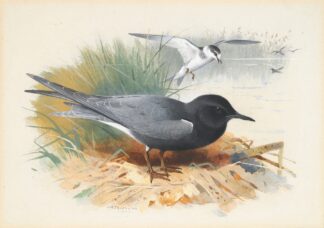 Black Tern; Great Shearwater by Archibald Thorburn