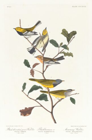Black-throated green warbler. Blackburnian, W. Mourning warbler by John James Audubon