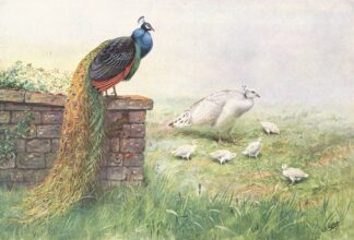 Black-Winged Peafowl by George Edward Lodge