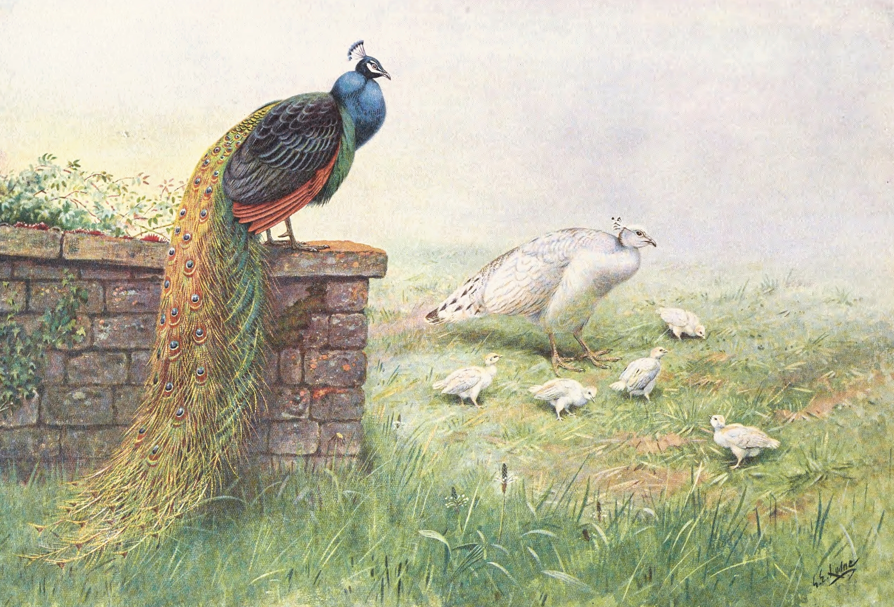 Black-Winged Peafowl by George Edward Lodge
