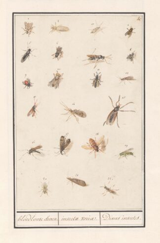 Blad met tweeëntwintig gevleugelde insecten bloedloose dieren. insectae variae. Divers insectes. by Anselmus Boëtius de Boodt