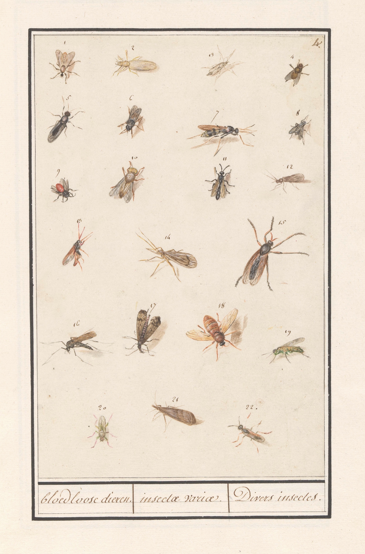 Blad met tweeëntwintig gevleugelde insecten bloedloose dieren. insectae variae. Divers insectes. by Anselmus Boëtius de Boodt