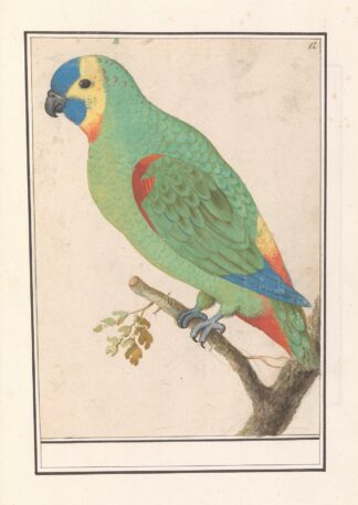 Blauwvoorhoofdamazone by Anselmus Boëtius de Boodt