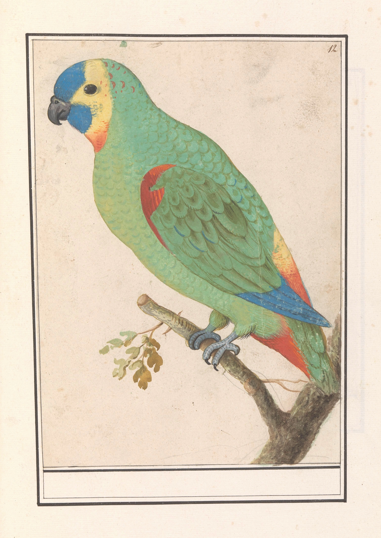 Blauwvoorhoofdamazone by Anselmus Boëtius de Boodt