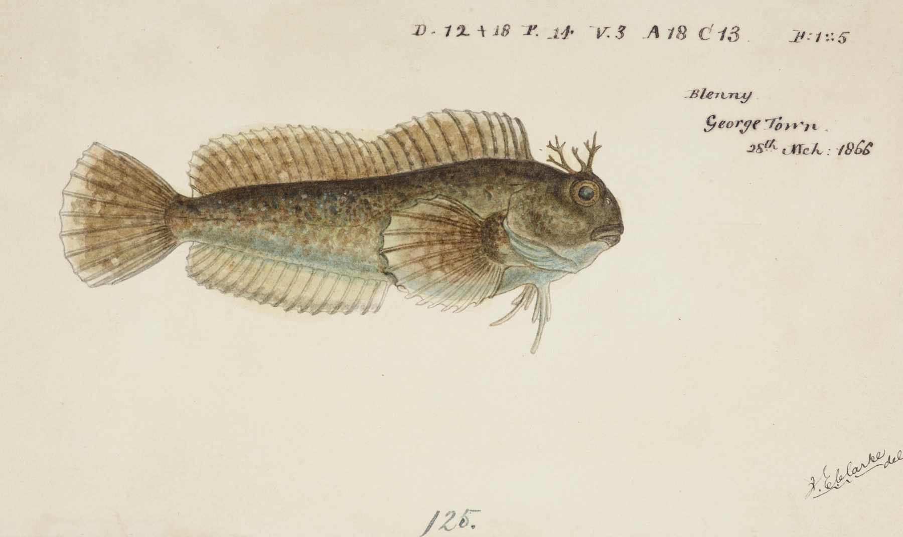 Blenniidae by Frank Edward Clarke