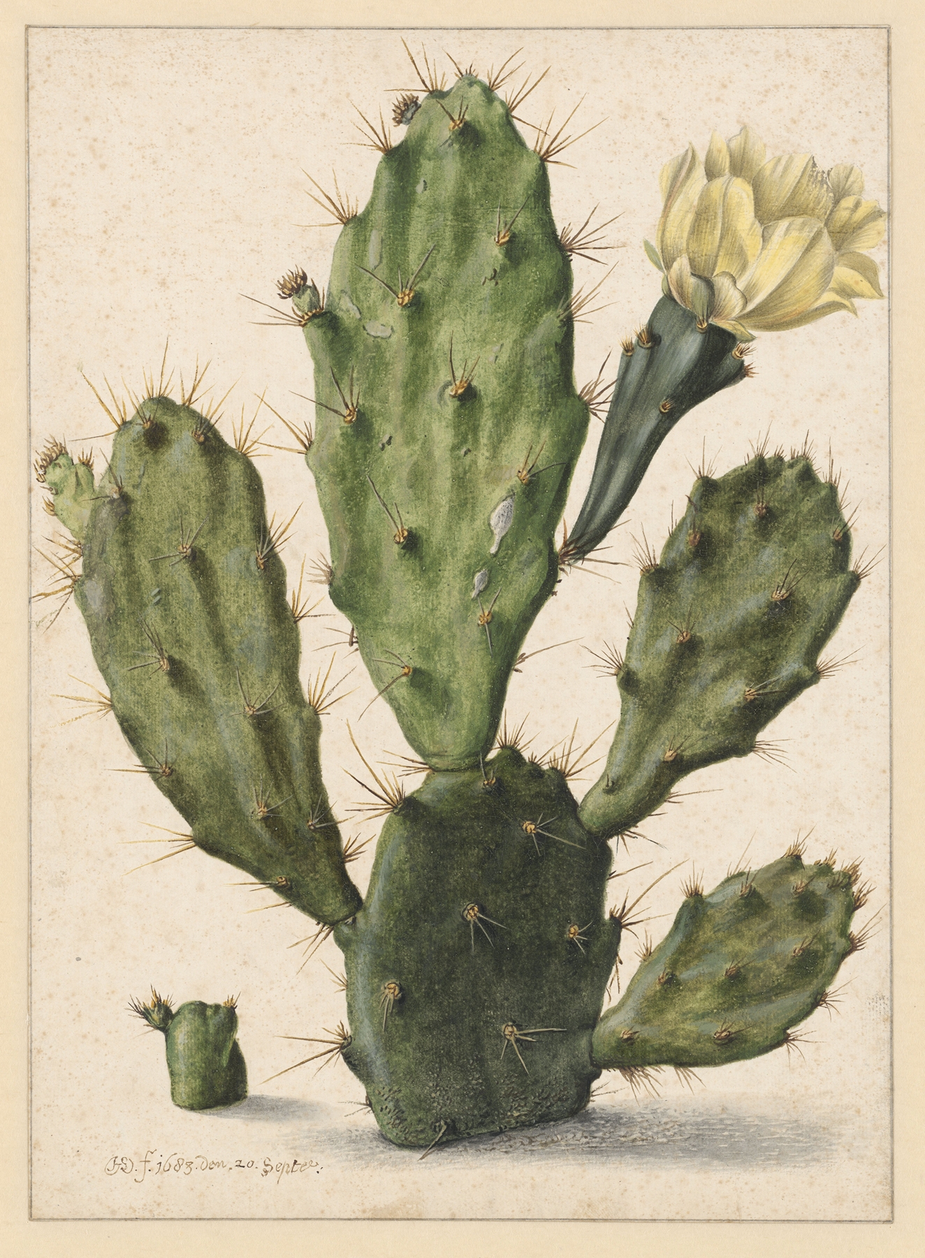 Bloeiende vijgcactus by Herman Saftleven