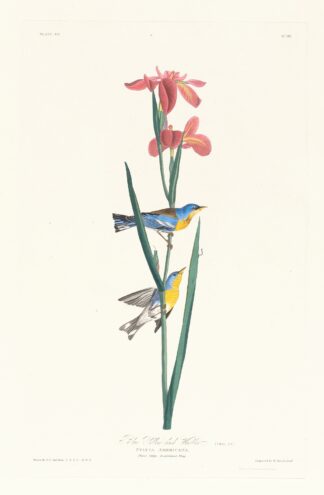 Blue yellow back warbler by John James Audubon