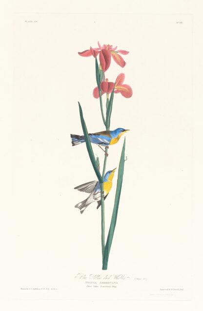 Blue yellow back warbler by John James Audubon