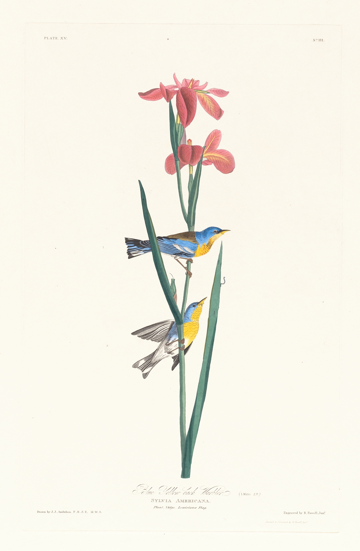 Blue yellow back warbler by John James Audubon