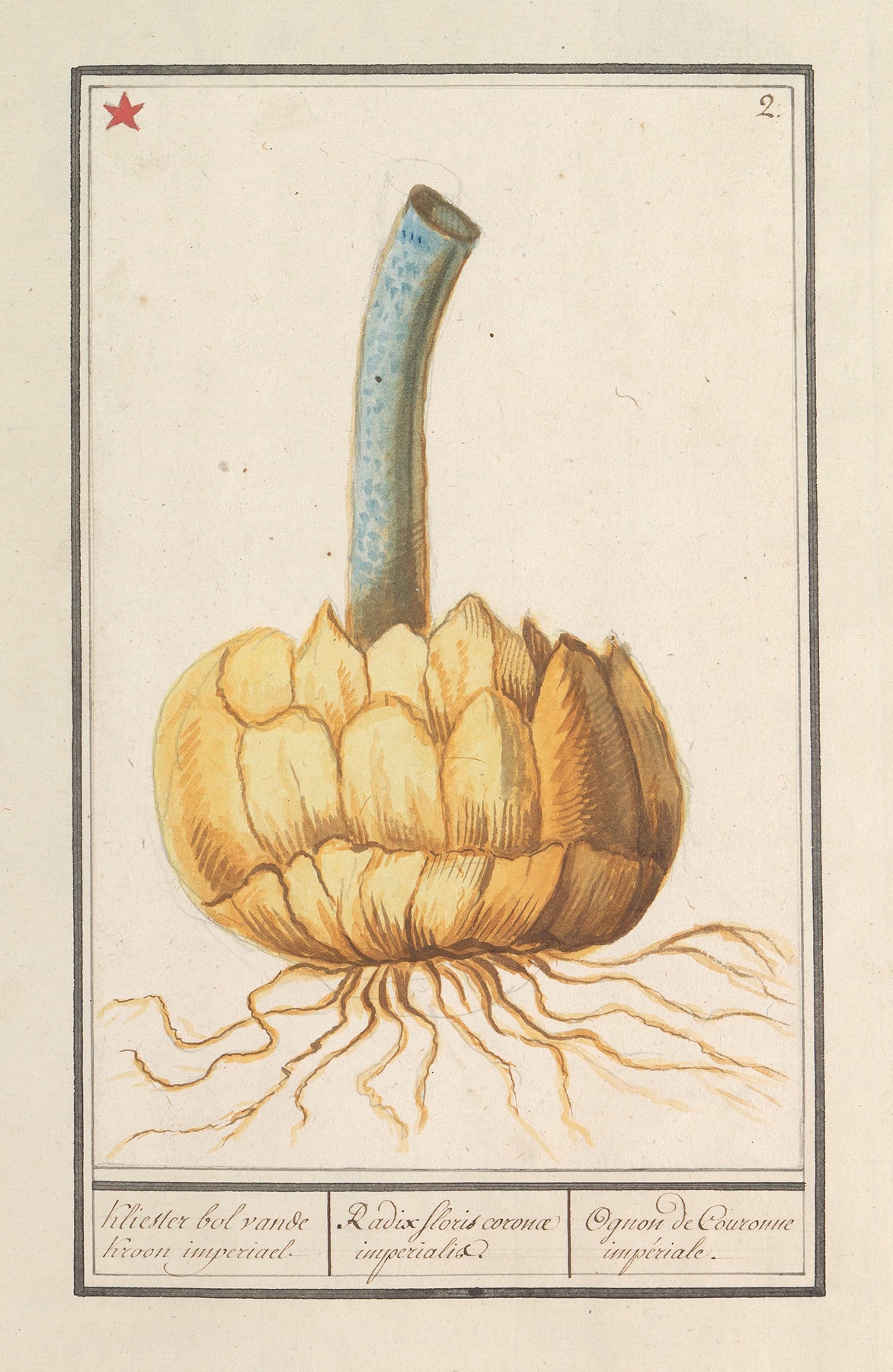 Bol van de keizerskroon by Anselmus Boëtius de Boodt