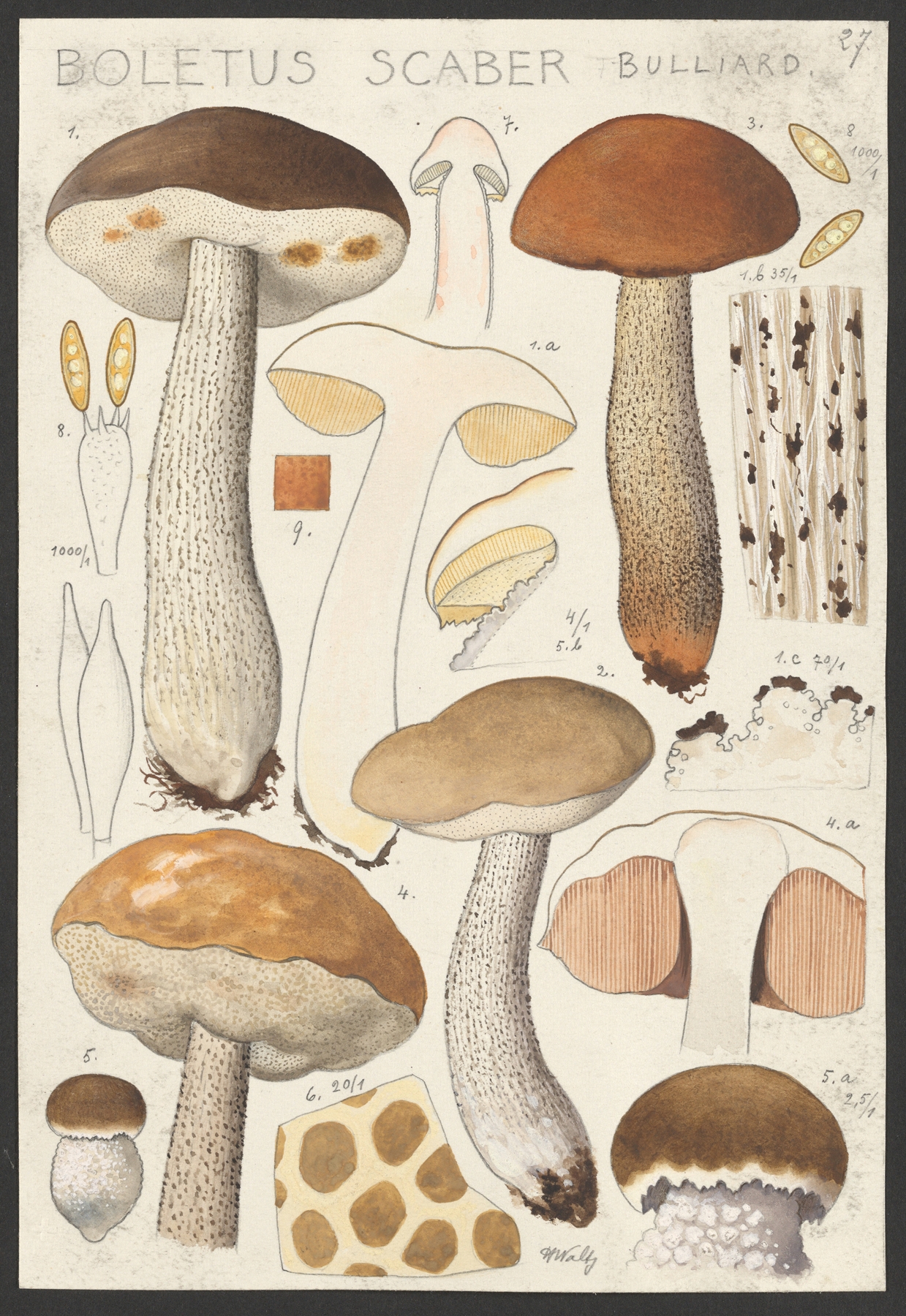Boletus scaber Bulliard. by Hans Walty