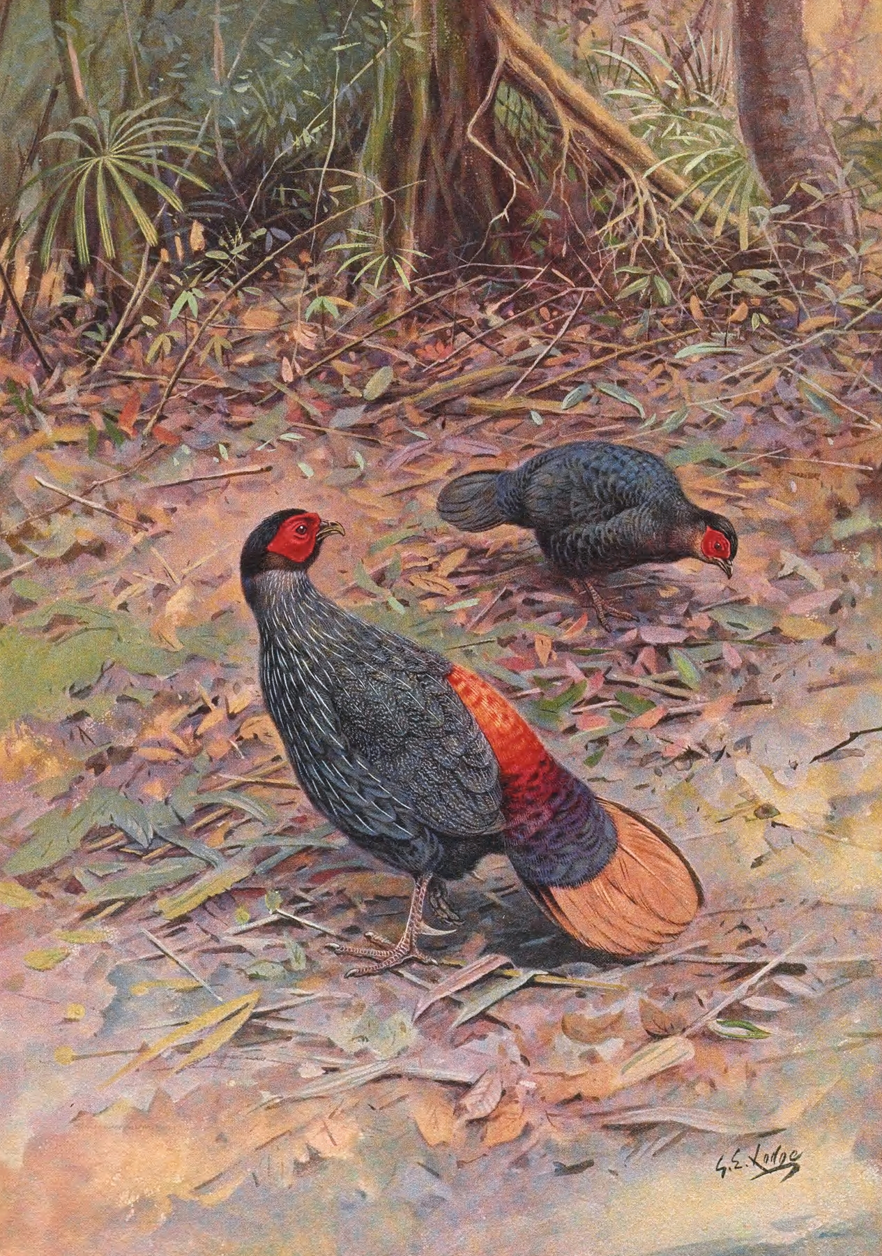 Bornean Crestless Fireback by George Edward Lodge