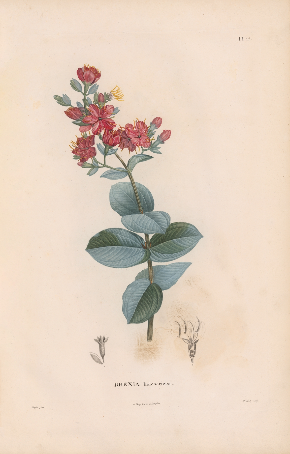 Botanique Pl.11 by Alexander von Humboldt