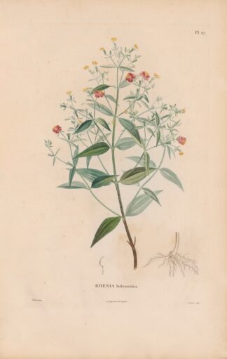 Botanique Pl.21 by Alexander von Humboldt