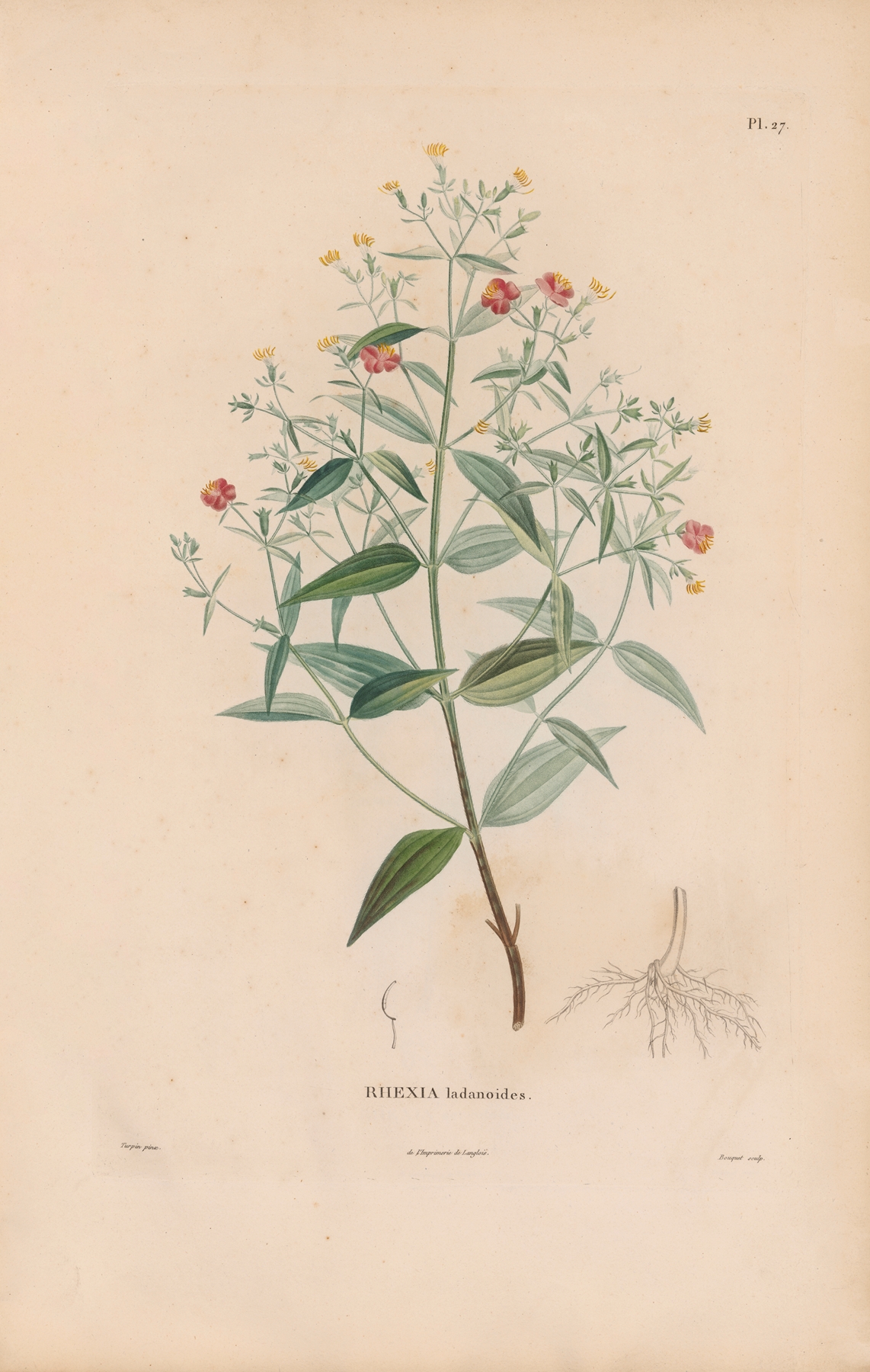 Botanique Pl.21 by Alexander von Humboldt