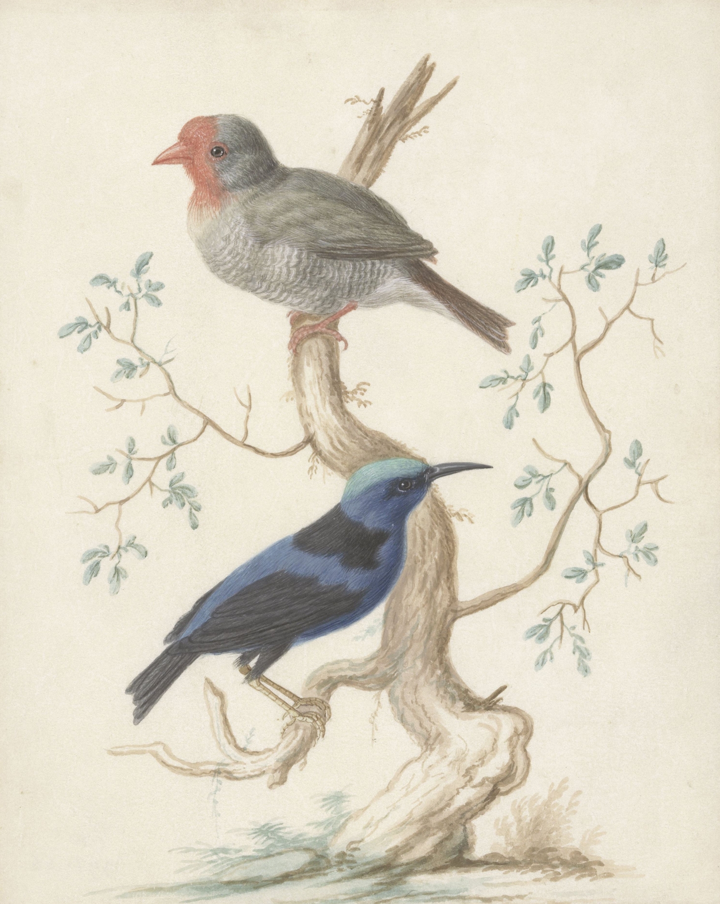 Bresiljaan en Colibri by Johannes van Bronckhorst