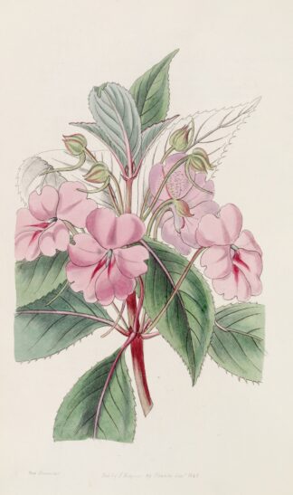 Broad-petaled Balsam by Sydenham Edwards