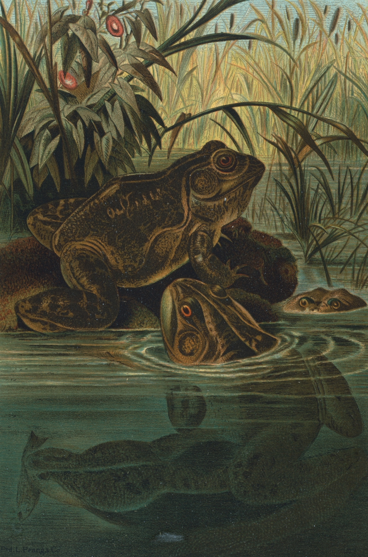 Bull-Frog. by John George Wood