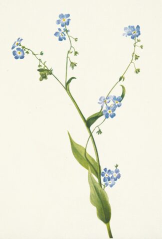 Bur-forget-me-not. Lappula diffusa by Mary Vaux Walcott