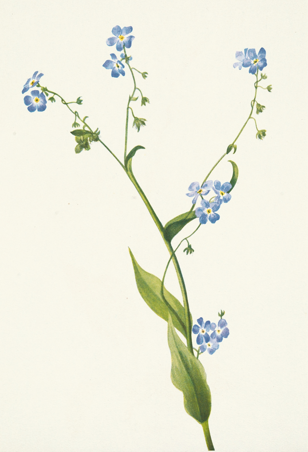 Bur-forget-me-not. Lappula diffusa by Mary Vaux Walcott