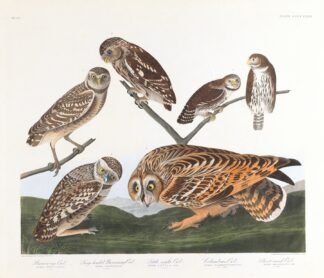 Burrowing owl. Large-headed burrowing owl. Little night owl. Columbian owl. Short-eared owl by John James Audubon