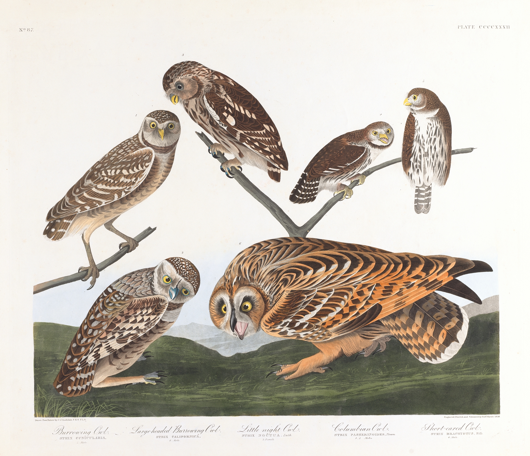 Burrowing owl. Large-headed burrowing owl. Little night owl. Columbian owl. Short-eared owl by John James Audubon