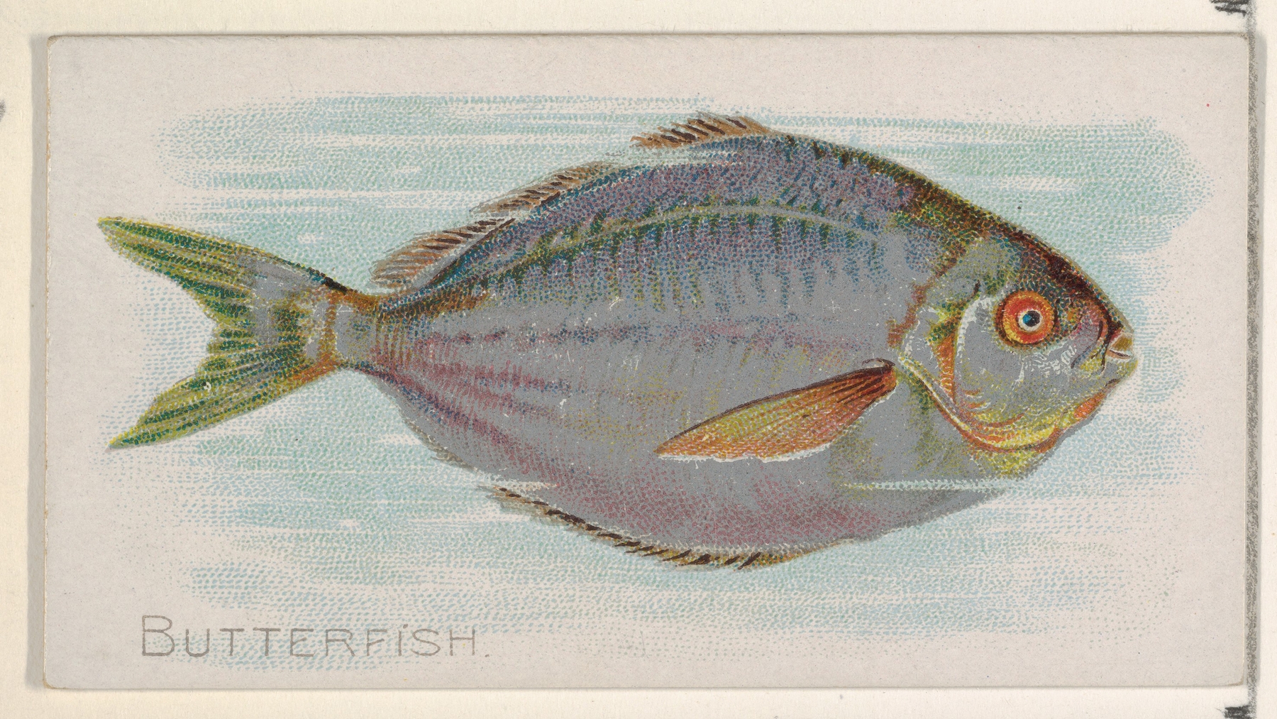 Butterfish by Allen & Ginter