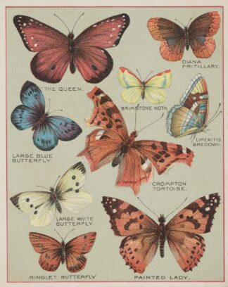 Butterflies of America Pl.3 by Chase & Sanborn