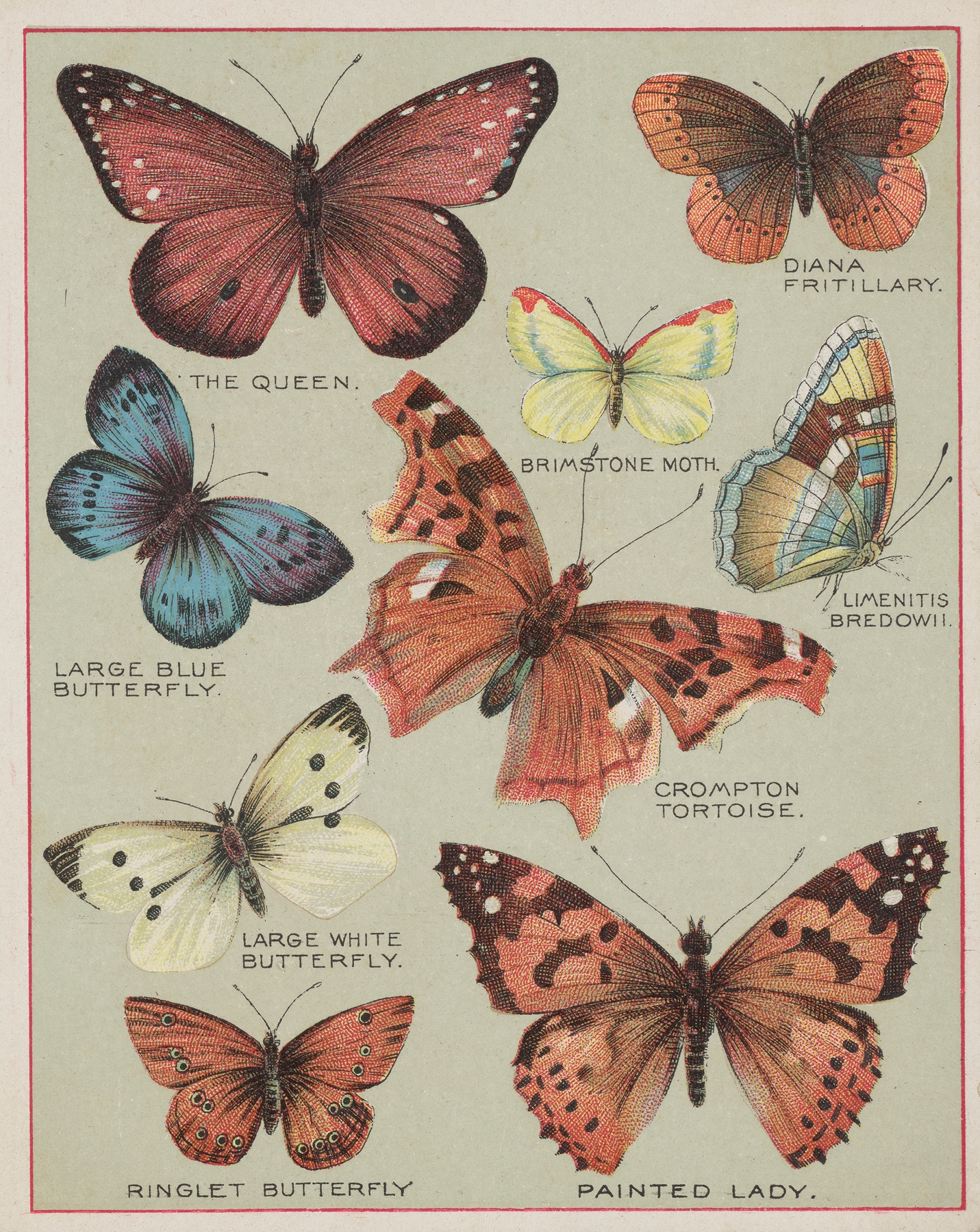 Butterflies of America Pl.3 by Chase & Sanborn